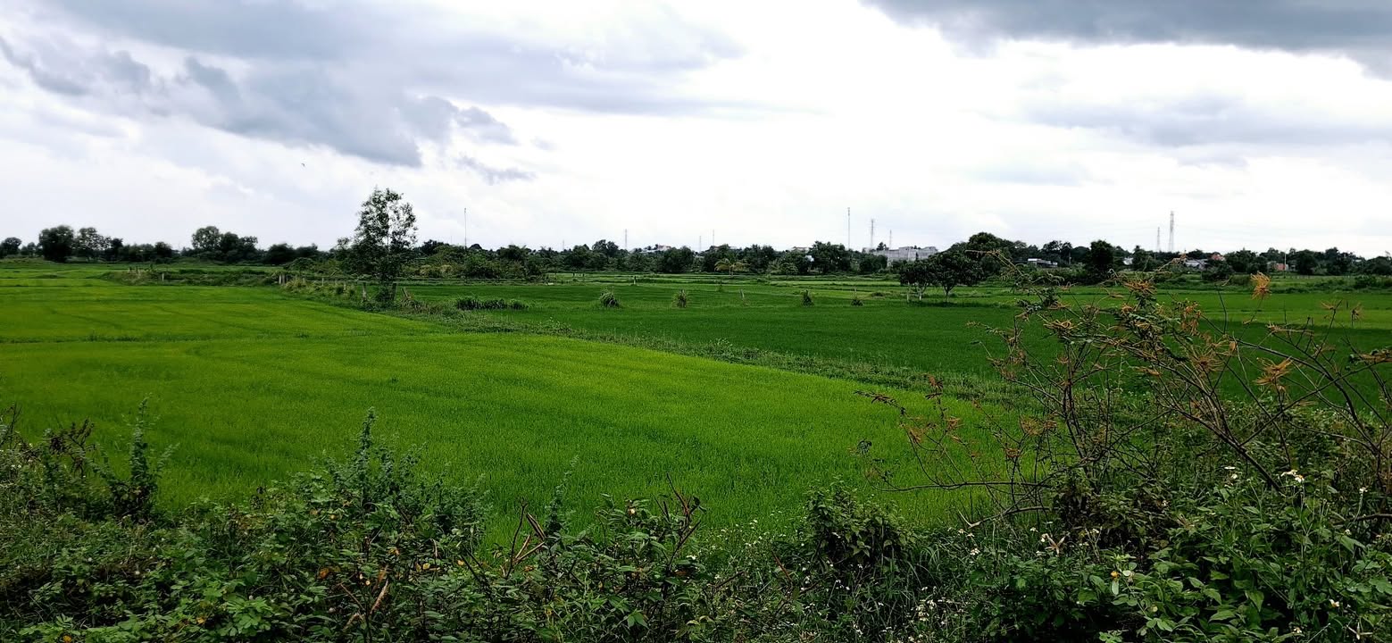 Đất nông nghiệp 4800m² xã Hàm Liêm giá 275 triệu - Đường ô tô tới đất!