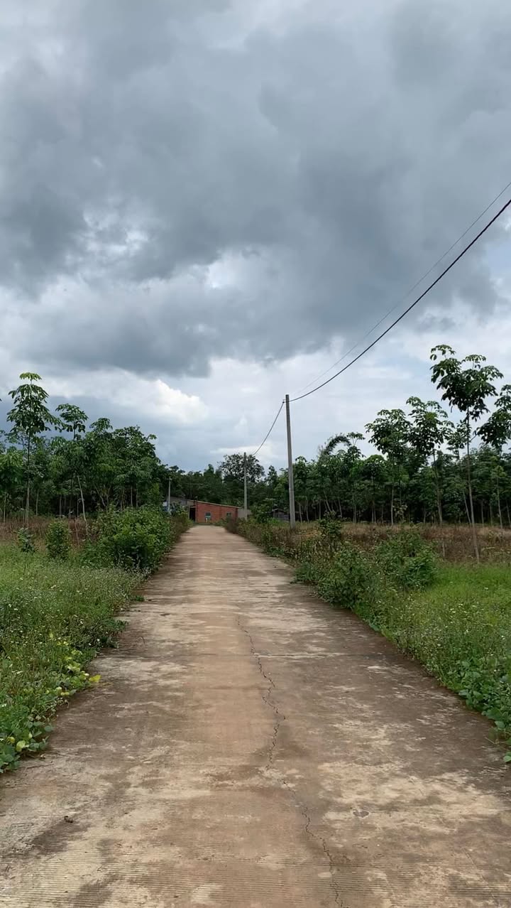 Đất cao su 16.500m² ngay khu dân cư Phú Trung - Giá thương lượng hấp dẫn!