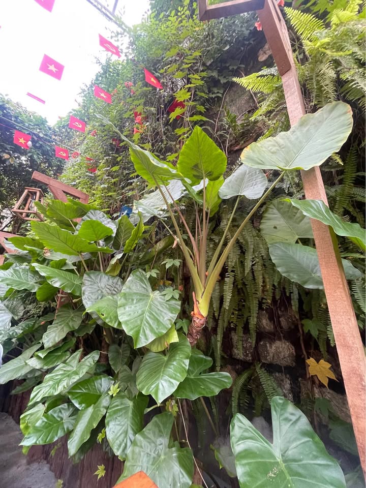 Nhà mặt tiền đường 2/4 Nha Trang 44.7m² giá 5.7 tỷ - Kinh doanh sầm uất!