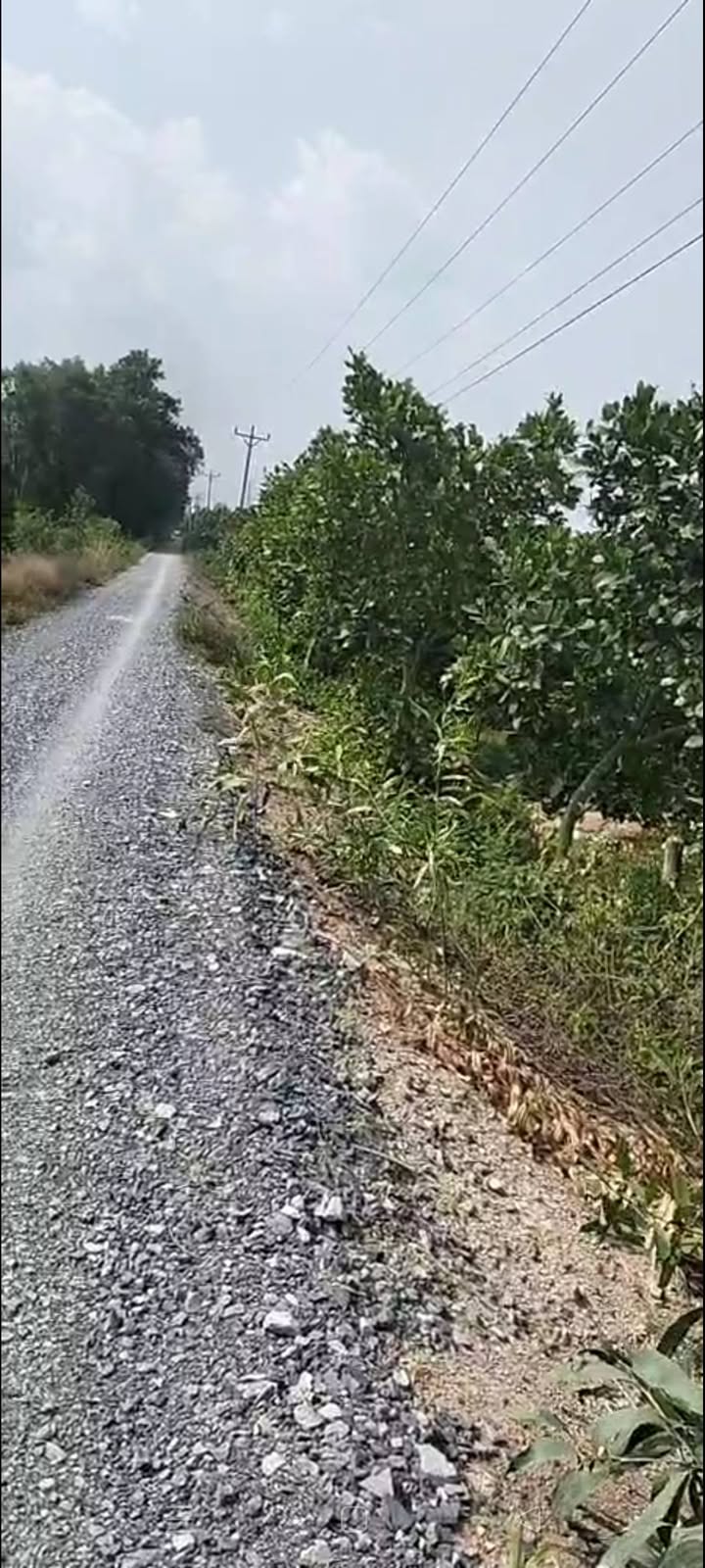 Đất nông nghiệp 14844m² tại ấp Hòa Thuận, Tân Phước chỉ 696 triệu - Chính chủ bán gấp!