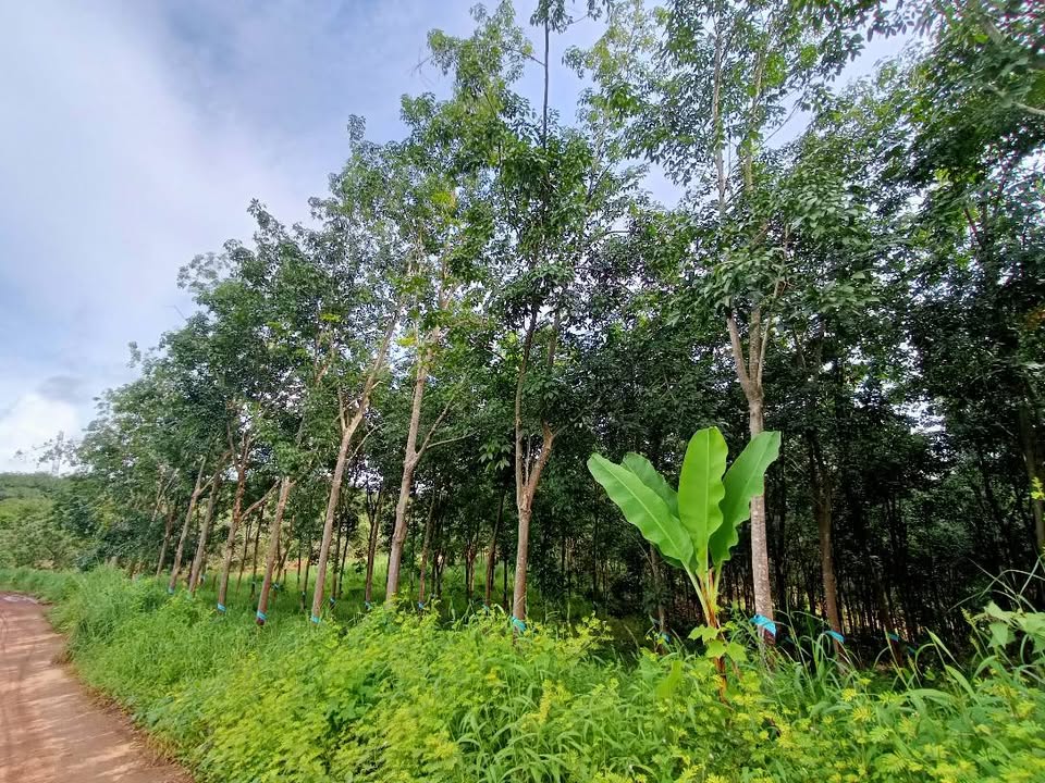 Bán đất Farm 1.2ha cao su Phú Trung, Phú Riềng chỉ 1 tỷ - Mặt tiền đường bê tông