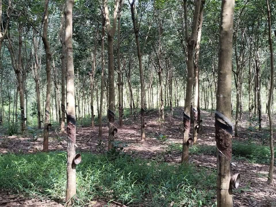 Đất nền Hớn Quản 200m² giá chỉ 5.1 tỷ - Sổ đỏ chính chủ, đường ĐT 756