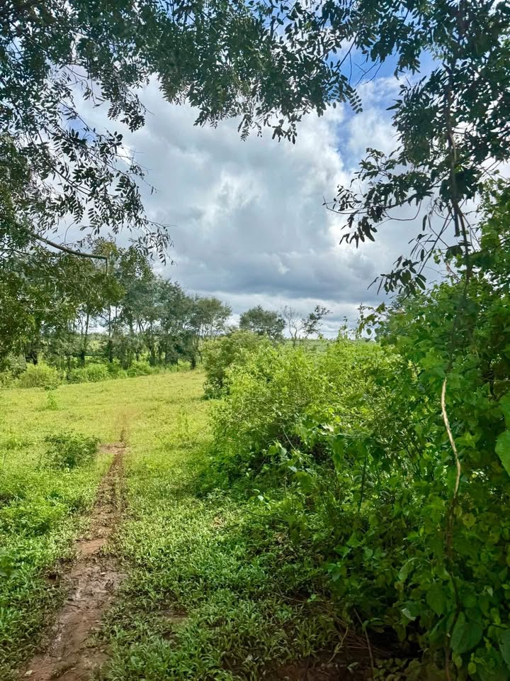 Đất nông nghiệp đường Nguyễn Bá Lại 2035m² giá 2.05 tỷ - Cơ hội đầu tư tuyệt vời!