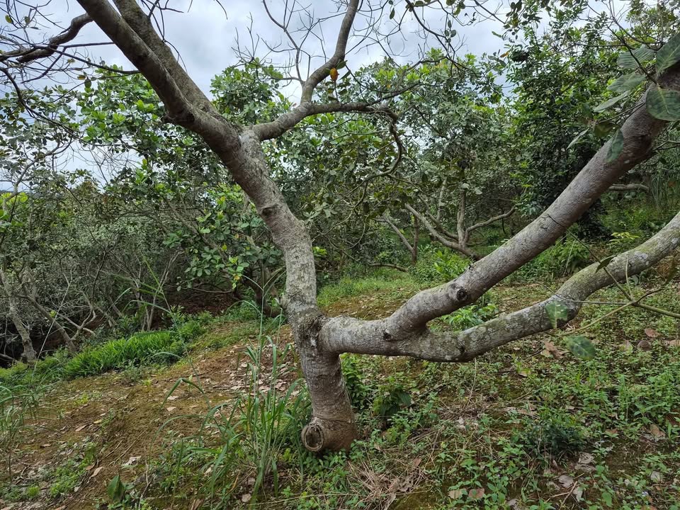Đất nông nghiệp 2ha Thôn 1, Đoàn Kết, Bù Đăng chỉ 1.5 tỷ - Cơ hội đầu tư sinh lời!