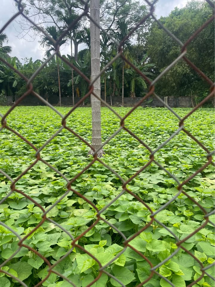 Bán đất chính chủ tại Kim Phú 3, Tuyên Quang - Diện tích 110m², giá 1.2 tỷ!