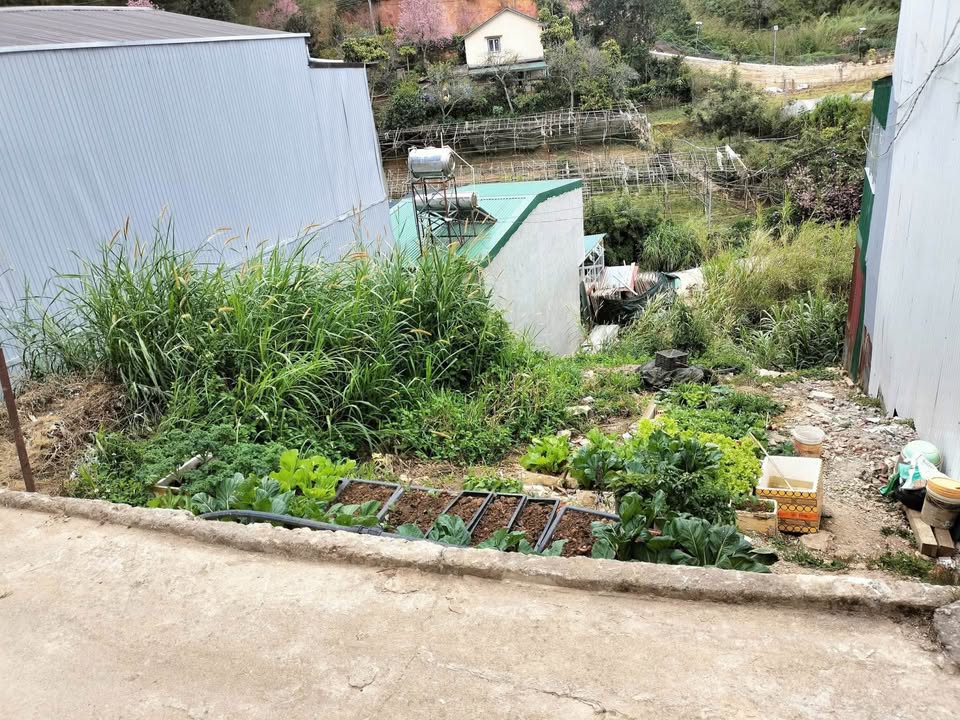 Đất nền Trần Thái Tông, Đà Lạt 102m² giá 1.65 tỷ - View rừng thông tuyệt đẹp!