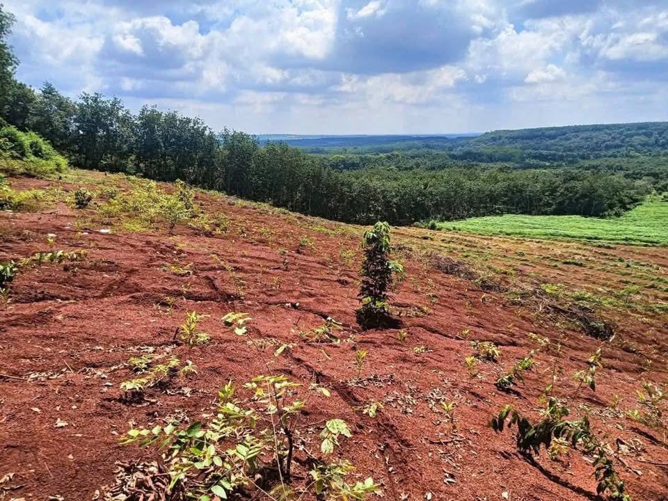 Đất vườn 1,1ha tại Tân Hưng, Hớn Quản - Giá chỉ 1,5 tỷ!