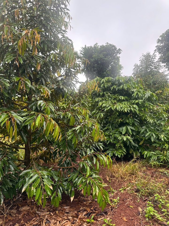 Lô rẫy sầu riêng và cà phê tại xã Pơng Drang, 1.8ha giá 6.3 tỷ - Đầu tư sinh lời cao!