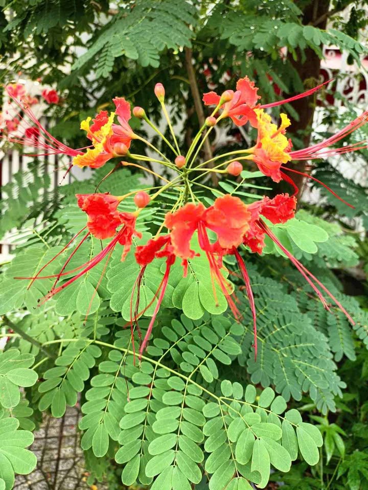 Đất thổ cư 280m² đường Tô Hiệu, phường Trần Hưng Đạo - Giá chỉ từ 500 triệu!