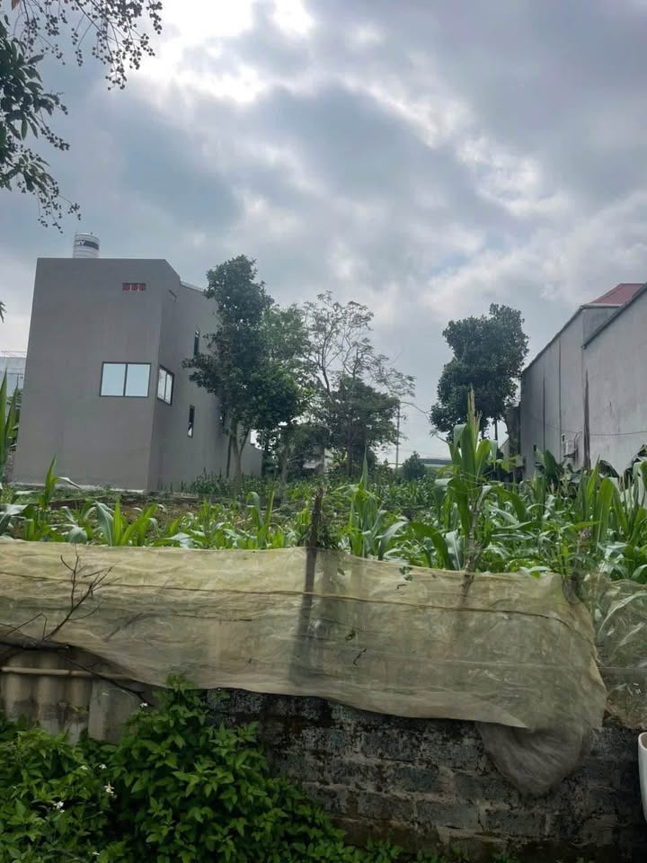 Đất tái định cư Vai Réo Quốc Oai 100m² - Vị trí đắc địa, pháp lý rõ ràng!