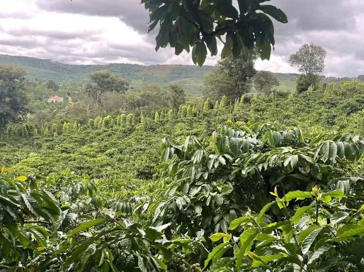 Đất vườn Trường Xuân Đăk Song 19,000m² giá 3.3 tỷ - Đầu tư sinh lời cao!