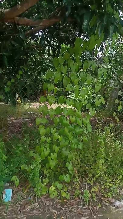 Đất nền chính chủ xã Vĩnh Bình, Gò Công Tây 105m² - Giá chỉ 390 triệu VND!