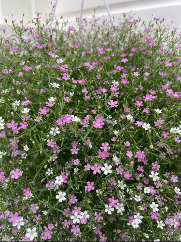 Đất nền Nguyễn Hữu Cầu, Đà Lạt 596m² giá 10 tỷ - Đầu tư tiềm năng!