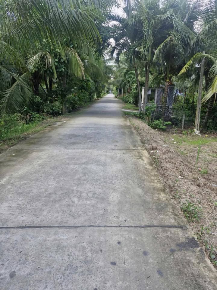 Farm 5000m² tại Ấp Thạnh B, Bến Tre giá 2.3 tỷ - Đầu tư sinh lời ngay!