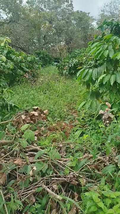 Đất nền xã Sơn Tân, huyện Bù Đăng 16.000m² giá 2.1 tỷ - Cơ hội đầu tư tuyệt vời!