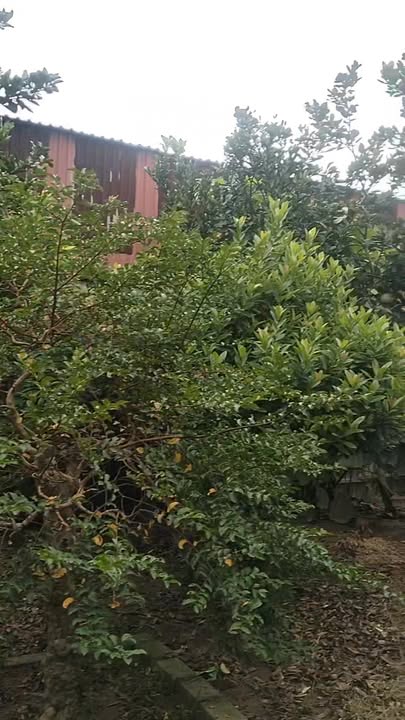 Đất nền Ngọc Giang Đông Anh 720m² giá 250 triệu - Cơ hội đầu tư không thể bỏ qua!