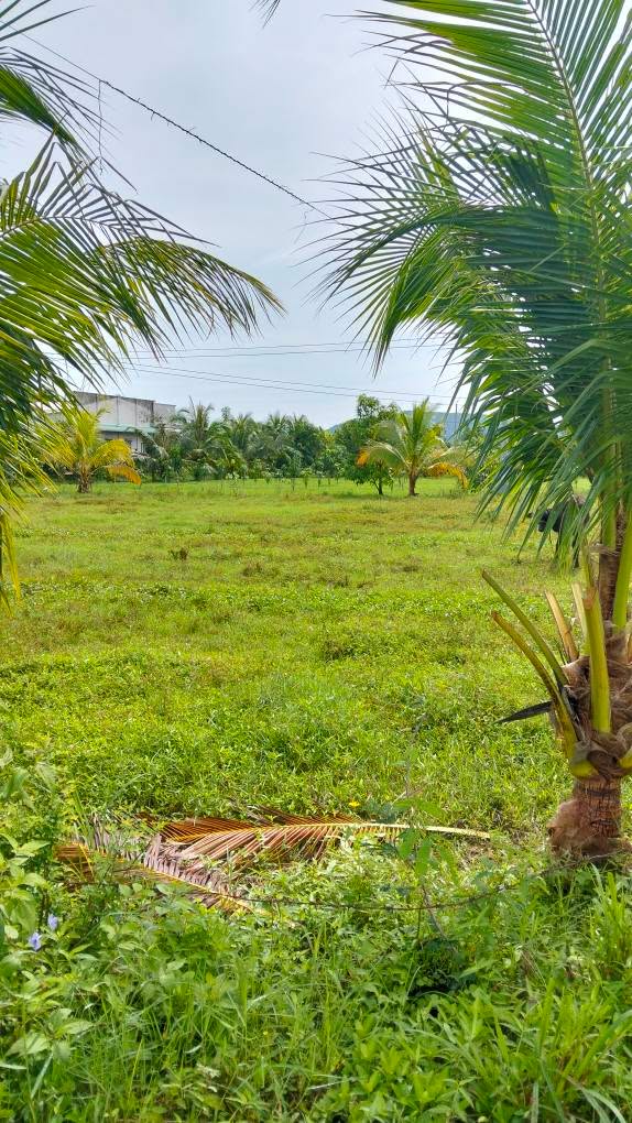 Đất nông nghiệp 1275m² tại thôn Phú Điền, giá 490 triệu - Sổ hồng riêng, đường ô tô vào tận nơi!