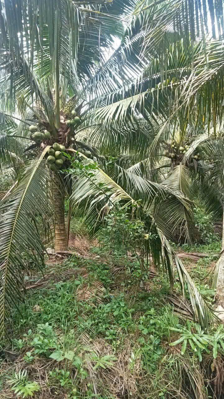 Đất nền Lương Hòa Giồng Trôm 1300m² giá chỉ 1.3 tỷ - Cơ hội đầu tư hấp dẫn!