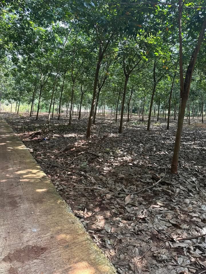 Đất Farm Bình Thắng, Phú Riềng 30.600m² giá chỉ 950 triệu - Đầu tư sinh lời hấp dẫn!