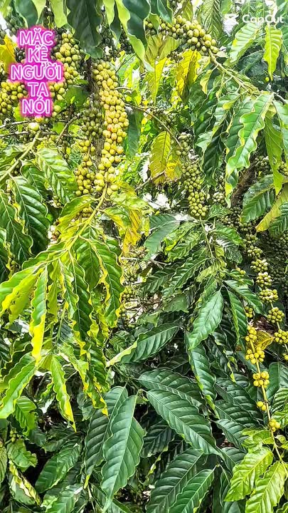 Đất nền Phi Liêng Đam Rông 800m² giá 2 tỷ - Cơ hội đầu tư tuyệt vời!