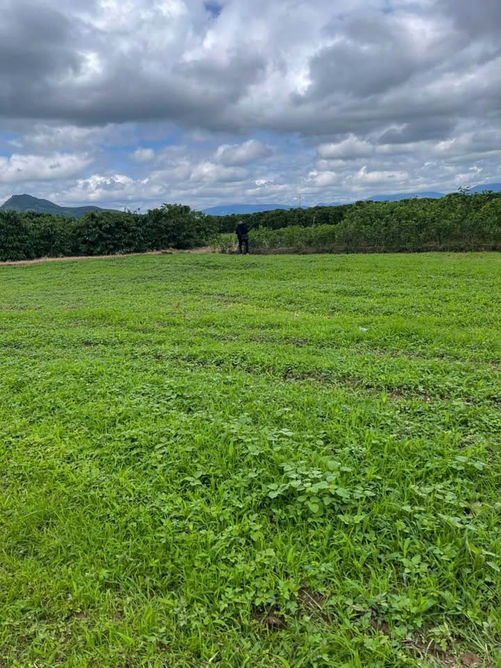 Đất nền thổ cư Kim Phát, Bình Thạnh, 209m² giá 295 triệu - Sổ đỏ chính chủ!