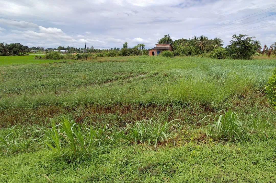 Đất mặt tiền TL833C, Quê Mỹ Thạnh, 1500m² giá 4.5 tỷ - Cơ hội đầu tư hấp dẫn!