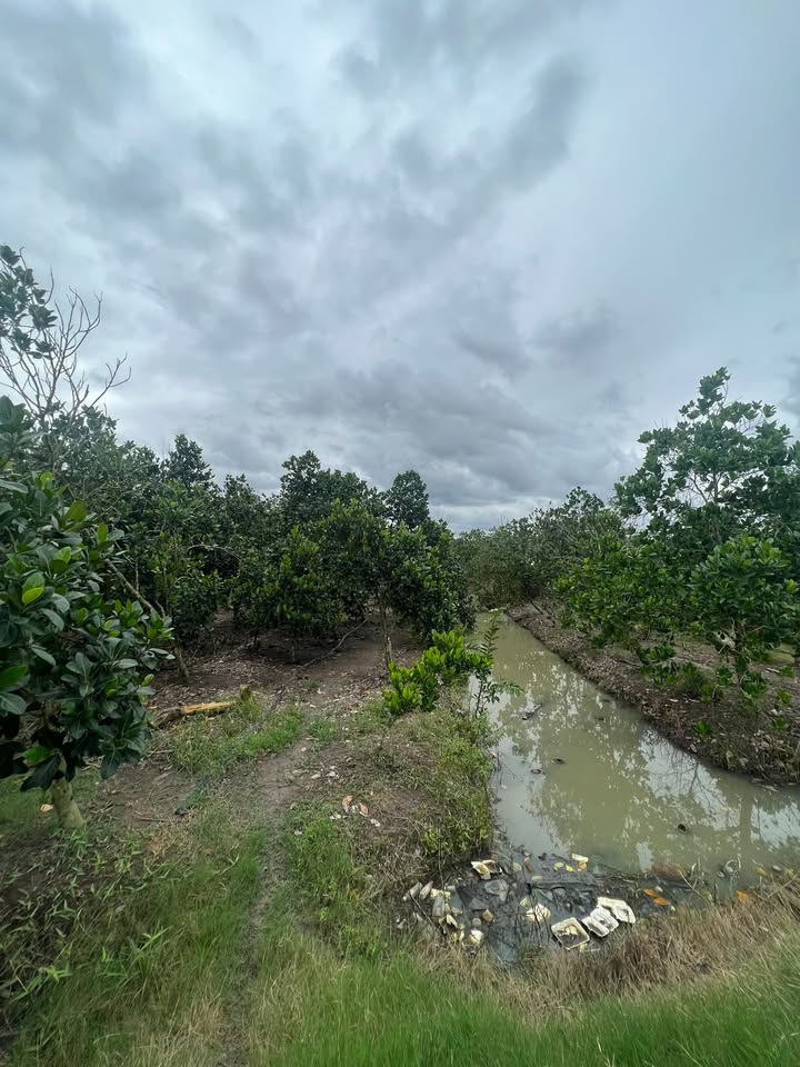 Đất nền 5100m² mặt tiền đường tại Bình Phú, Cai Lậy - Giá chỉ 690 triệu!