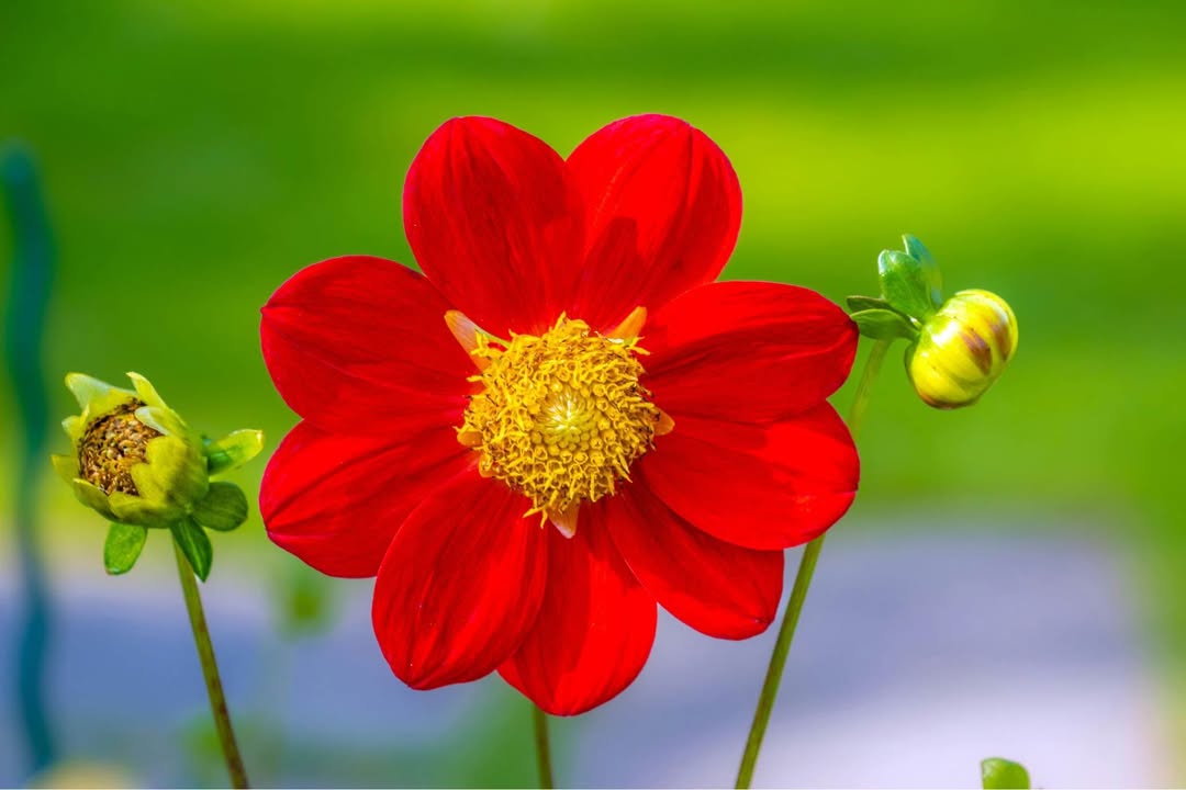 Đất nền mặt tiền Nguyễn Diêu, Nhơn Bình 102m² giá 3.25 tỷ - Đối diện công viên!