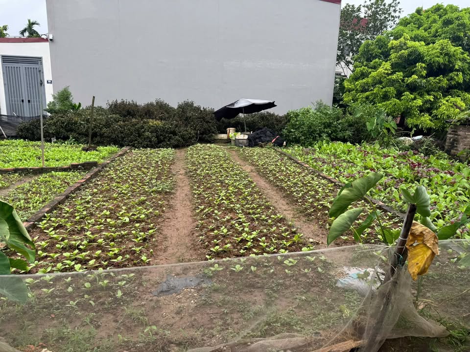 Đất Thư Phú Thường Tín 40m² giá 2.5 tỷ - Sổ đỏ chính chủ, gần chợ và trường học!