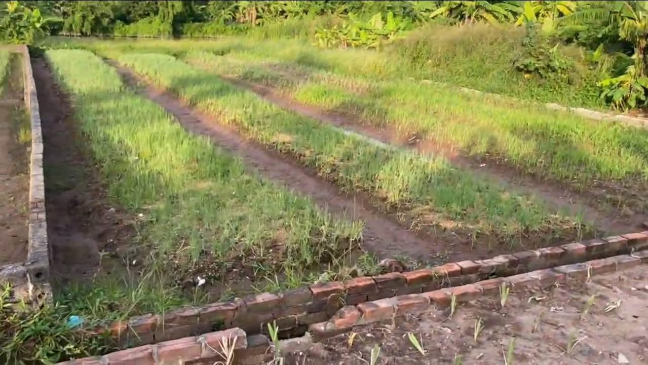 Đất nền Nam Cường, Tiền Hải 150m², giá chỉ 700 triệu - Đầu tư sinh lời ngay!