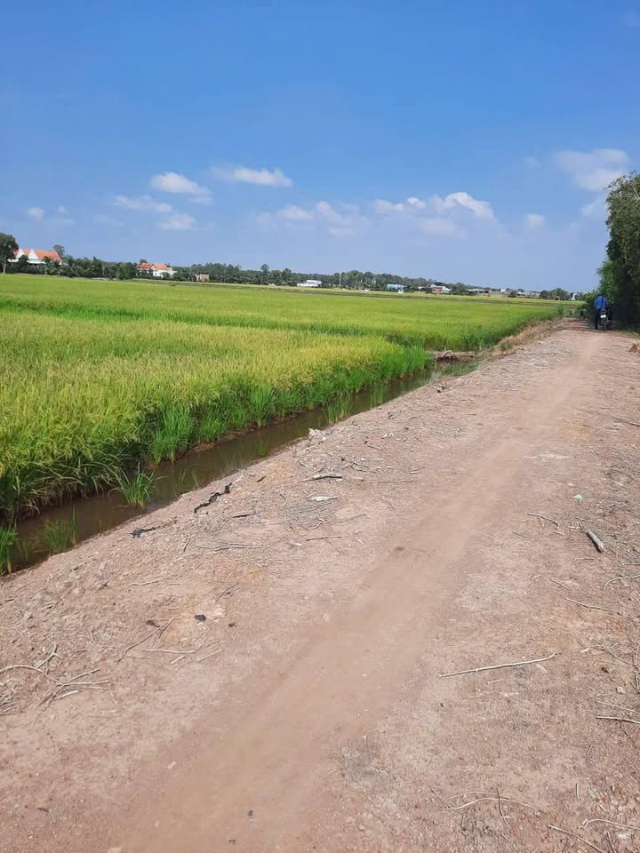 Đất lúa 11.600m² tại Thủ Thừa, Long An - 14.5 tỷ, 2 mặt tiền đẹp!