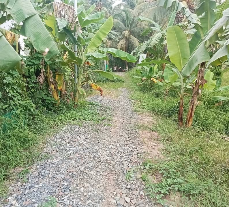 Đất nền Thanh Tân, Mỏ Cày Bắc 1000m² giá 700 triệu - Sổ chung đang tách, chờ ra sổ!