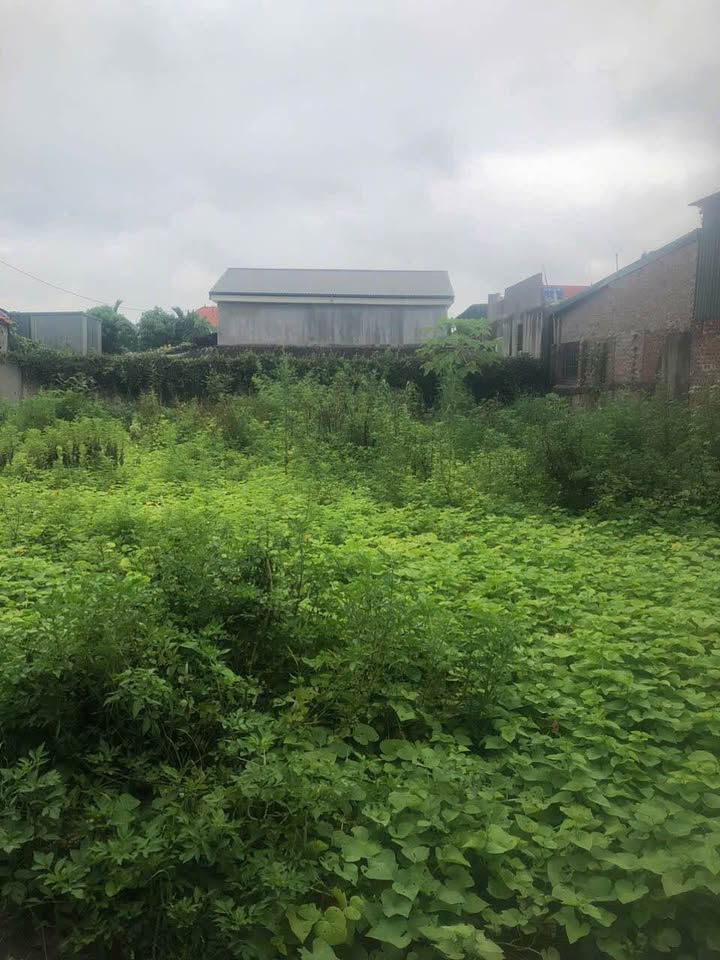 Đất nền Xuân Quang, Mạo Khê 98m² giá 700 triệu - Cơ hội đầu tư không thể bỏ lỡ!