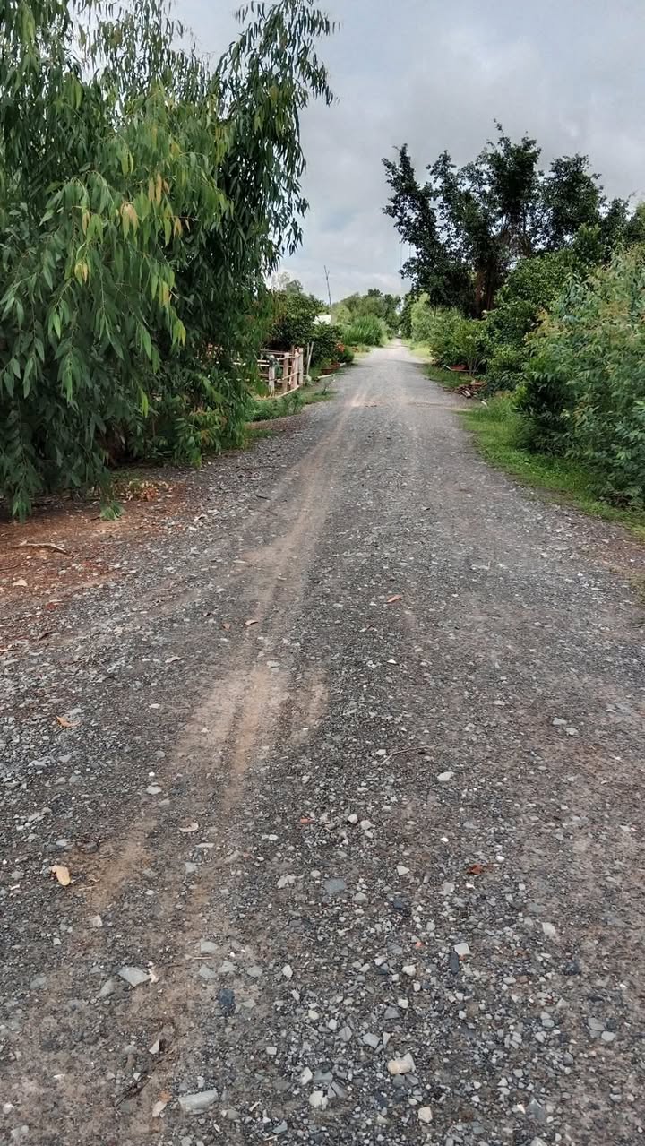 Bán đất lúa 14.000m² tại ấp 5, xã Mỹ Bình, huyện Đức Huệ - Giá chỉ 2 tỷ!