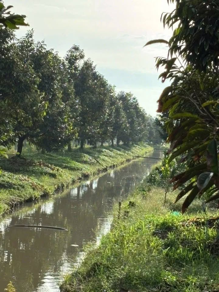 Đất Farm 40.000m² tại Mỹ An, Tháp Mười giá 2.2 tỷ - Đầu tư sinh lời ngay!