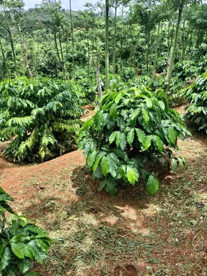 Đất nền 8 sào Đức Minh, Lâm Hà giá 1.2 tỷ - Đầu tư sinh lời ngay!