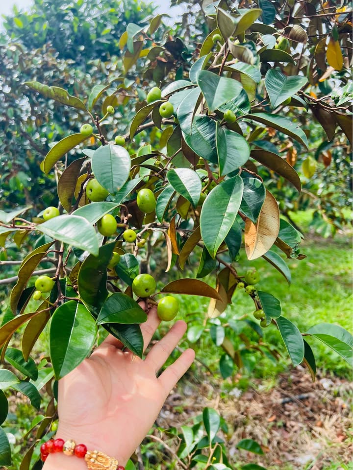 Đất thổ cư 1500m² Phường Xuân Đông, Cẩm Mỹ chỉ 500 triệu - Sổ đỏ chính chủ!