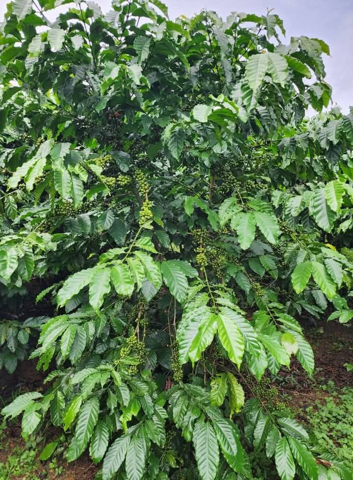 Đất vườn 5 sào Lộc Ngãi, Bảo Lâm, Lâm Đồng giá 2.3 tỷ - Sổ đỏ đầy đủ, tiện ích đầy đủ!