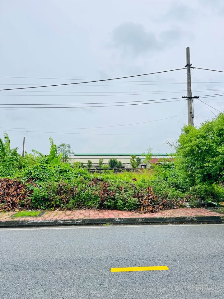 Mảnh đất mặt phố kinh doanh Hòa Bình, Hải Dương 228m² giá 6.84 tỷ - Đầu tư sinh lời ngay!