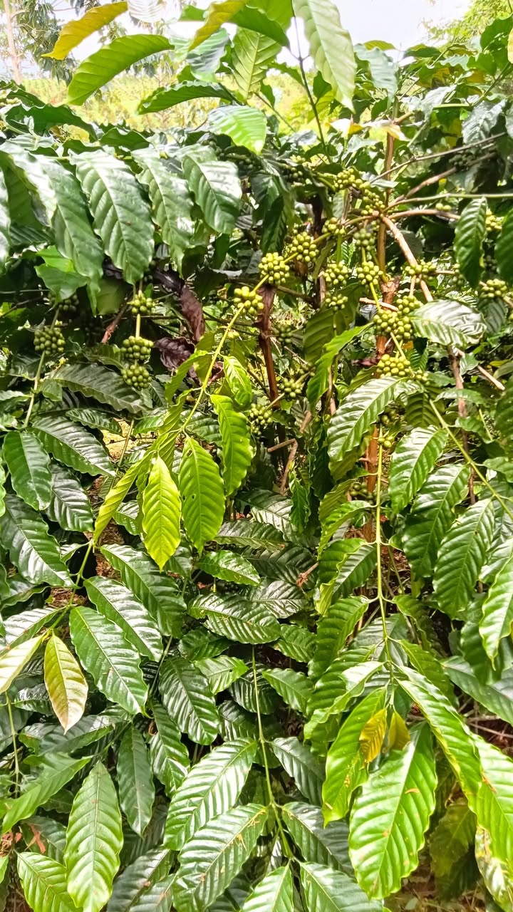 Đất nền tại thôn 5, xã Trường Xuân - 12.000m² giá 1.2 tỷ - Cơ hội đầu tư hấp dẫn!