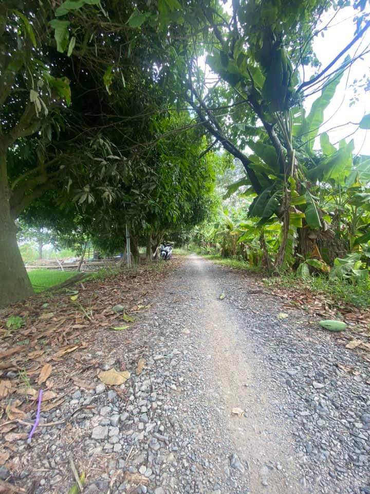 Đất Ruộng Phường Mỹ Hòa Long Xuyên 8000m² giá 6.8 tỷ - Cơ hội đầu tư tốt!