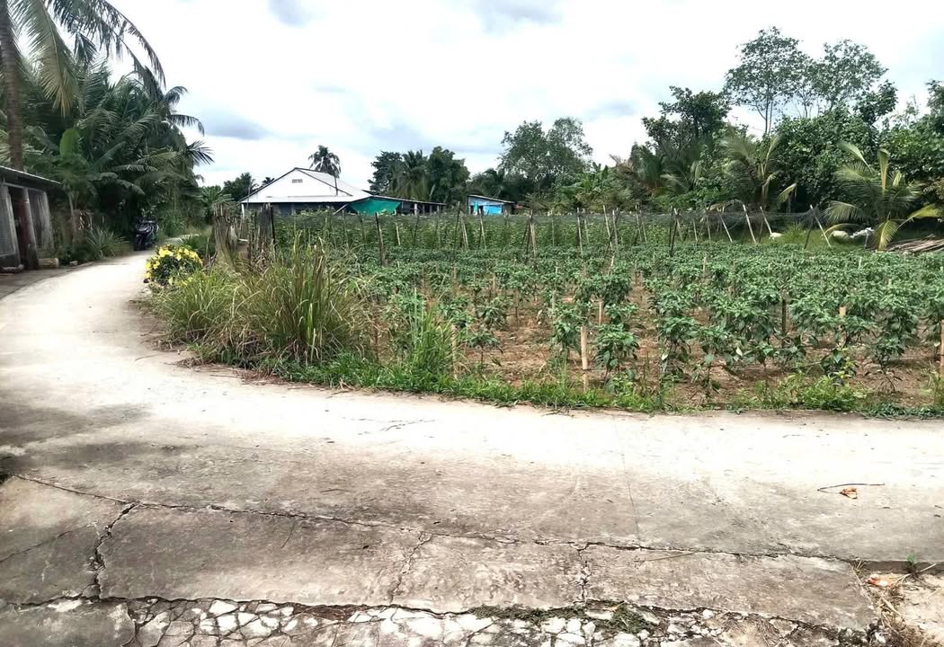 Đất nền xã Hòa Bình Trà Ôn 105m² giá chỉ 160 triệu - Cơ hội đầu tư hiếm có!