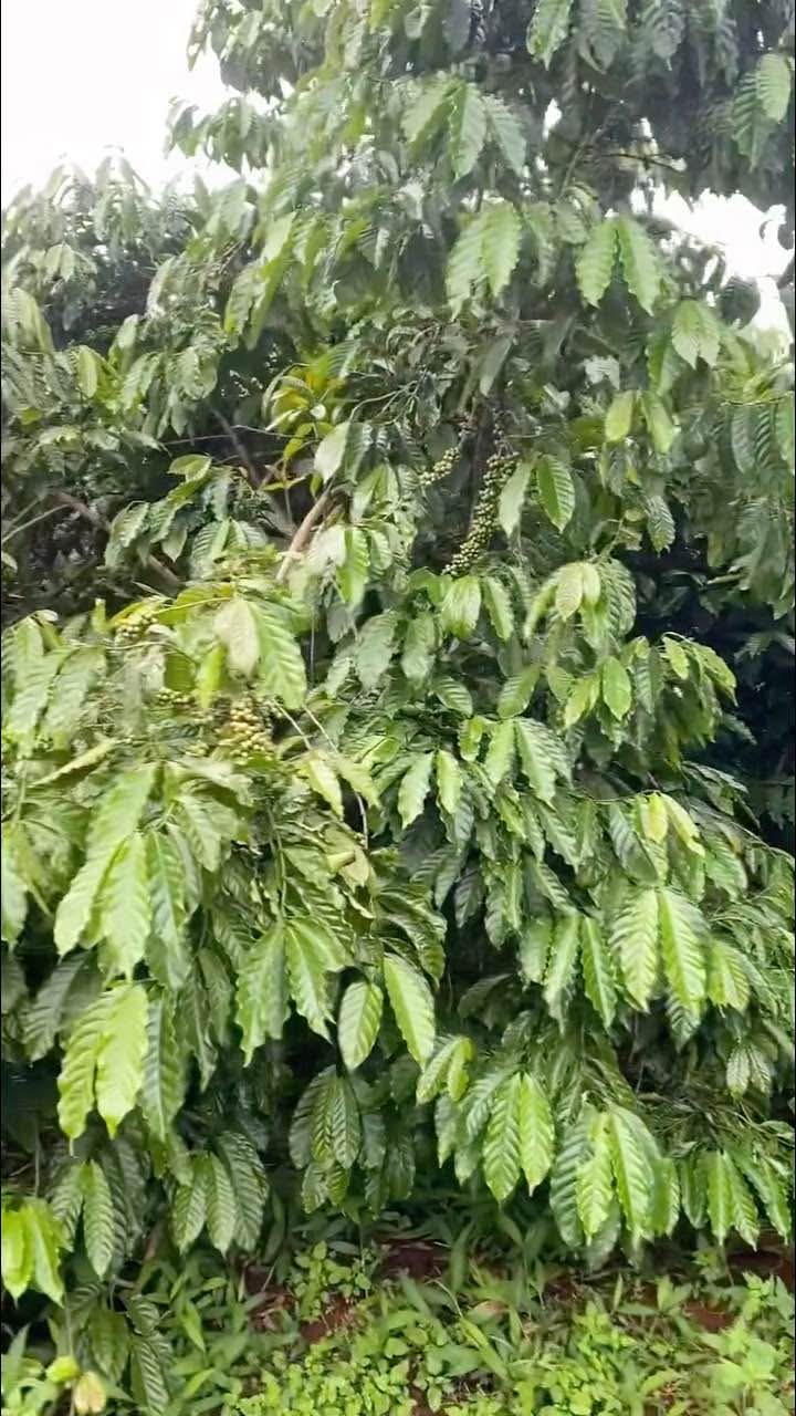 Đất 3150m² tại Thôn Tân Lập, Huyện Đăk Đoa - Giá chỉ 1 tỷ - Tiềm năng phát triển lớn!