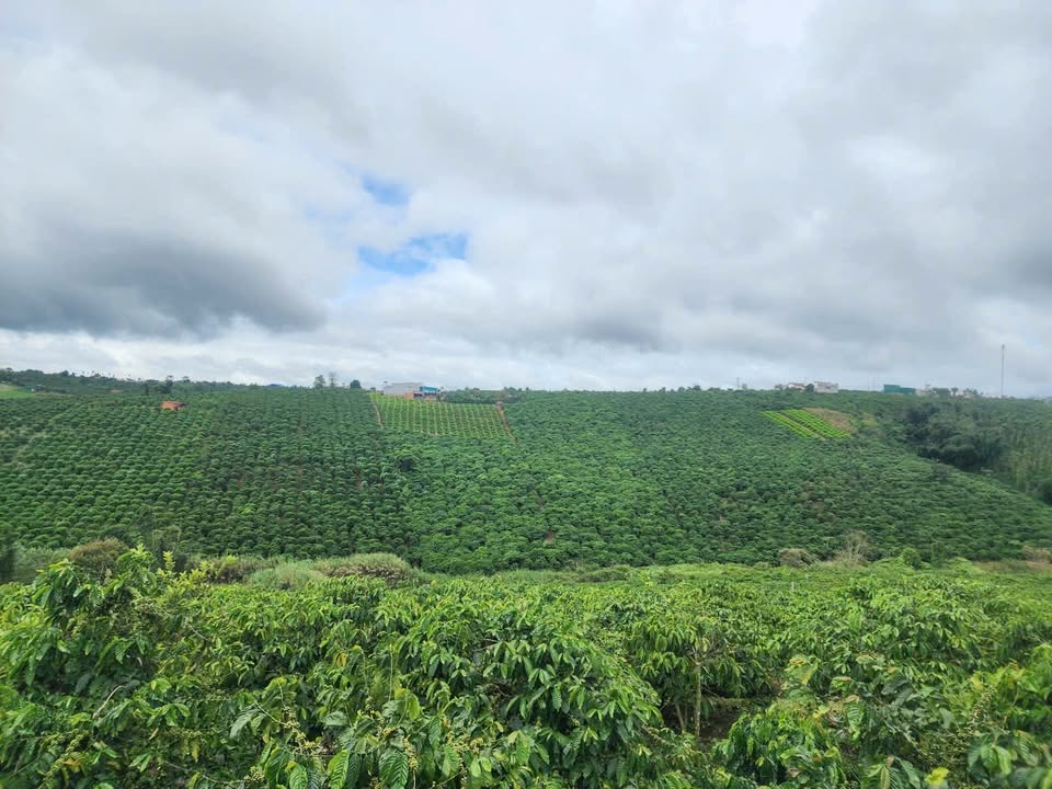 Đất nền Phúc Thọ Lâm Hà 7339m² giá 3.2 tỷ - Cơ hội đầu tư hấp dẫn!