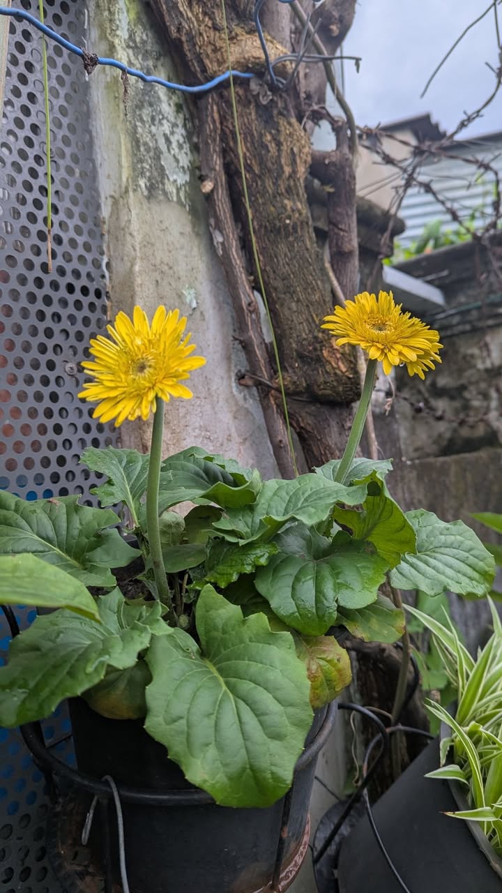 Nhà góc 2 mặt tiền tại phường Tam Hiệp, Biên Hòa 52.5m² giá 1.19 tỷ - Sẵn sàng vào ở ngay!