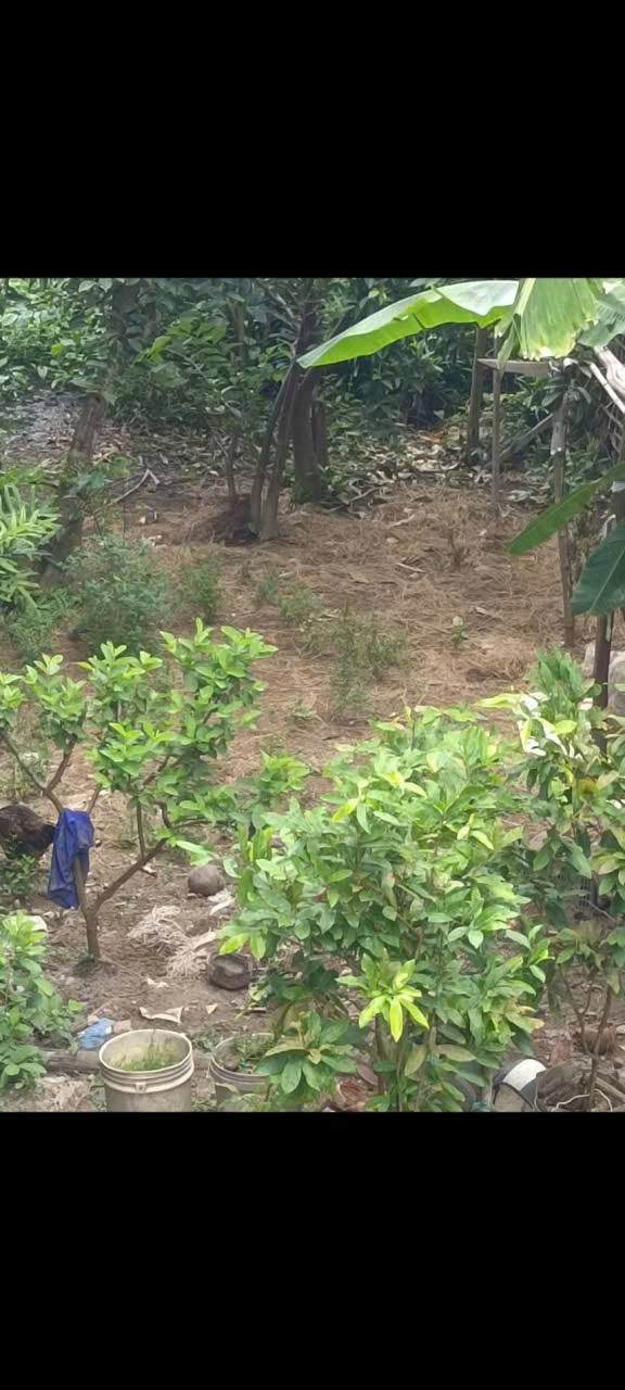 Đất nền đường TL955A, Châu Phú A, 60m² giá 460 triệu - Cơ hội đầu tư tuyệt vời!