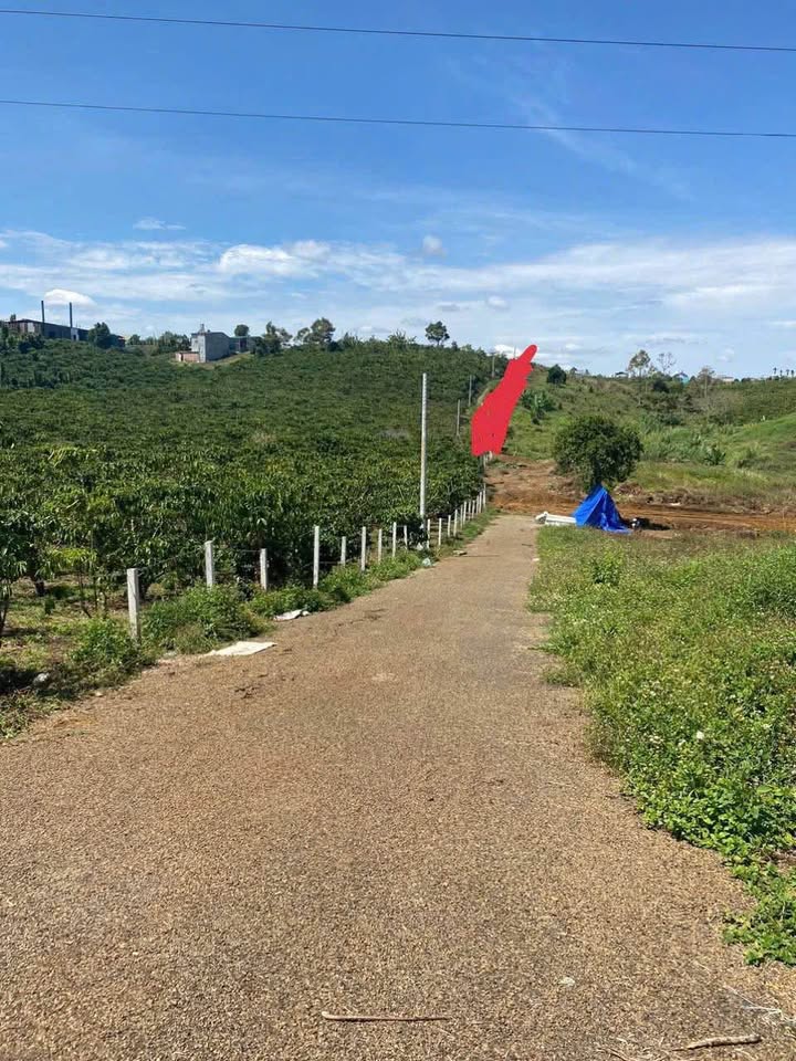 Đất nông nghiệp 525m² hẻm 1182 Nguyễn Văn Cừ - Giá chỉ 500 triệu, thương lượng ngay!