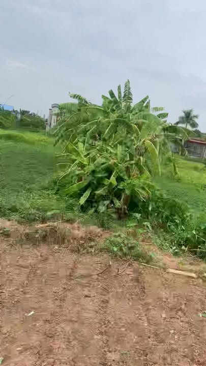 Đất nền Xuân Phú, Xuân Trường 198m² giá thỏa thuận - Lô góc mặt tiền 12m, cơ hội đầu tư hấp dẫn!