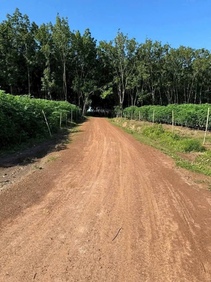 Đất cao su 50.000m² tại Thanh An, Hớn Quản - Giá chỉ 1.6 tỷ, đầu tư sinh lời ngay!