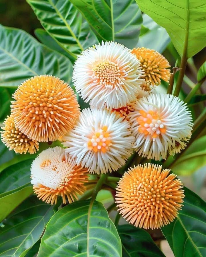 Đất ruộng Long Thắng Lai Vung 900m² giá 200 triệu - Sổ riêng chính chủ!